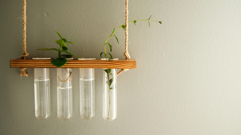 Plant propagating in glass tubes