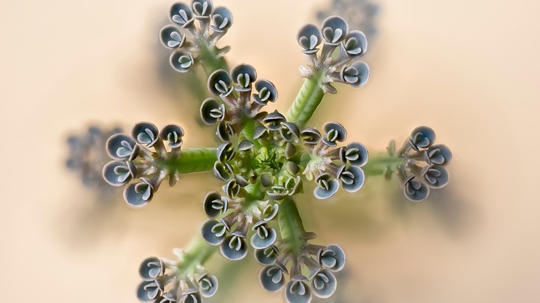 Overhead shot of a mother-of-millions plant