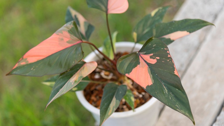 Closeup of a Homalomena Pink Diamond plant in the pot