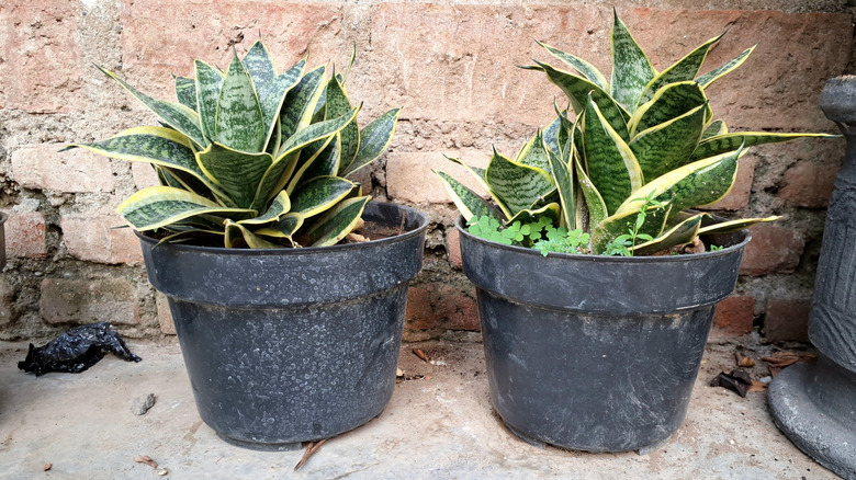 Two small snake plants in pots