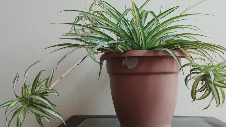 Spider Plant with offsets In a Brown Pot at Table