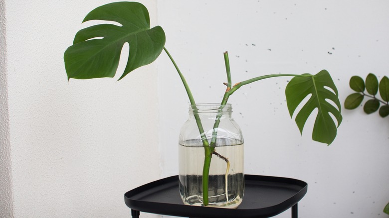 Monstera deliciosa cutting rooting in a glass jar with water
