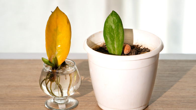 Propagating two different ZZ plants in soil and water