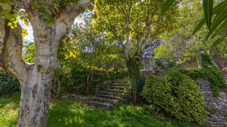 Shaded back yard with large trees, steps, and stone wall