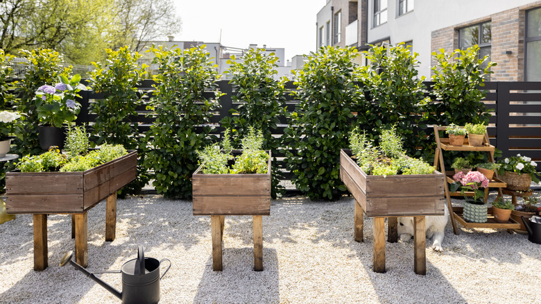 garden growing in elevated wooden planter boxes next to fence