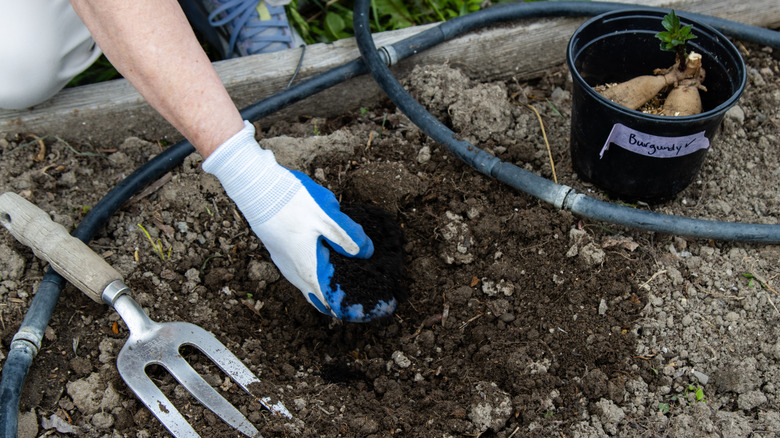 Gloved hand adding compost to planting hole in spring garden