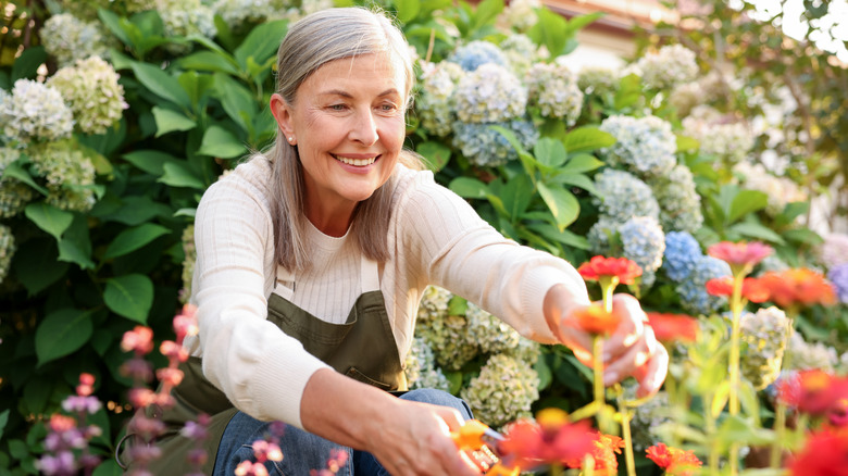 Woman gardening colorful flowers