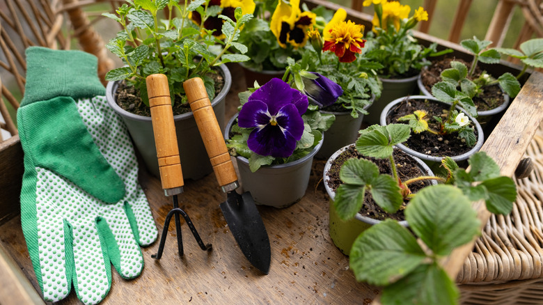Gloves, hand rake, and spade next to potted plants