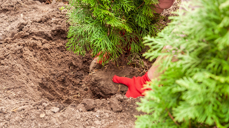 Person in red gloves carefully plants a small evergreen tree in a garden