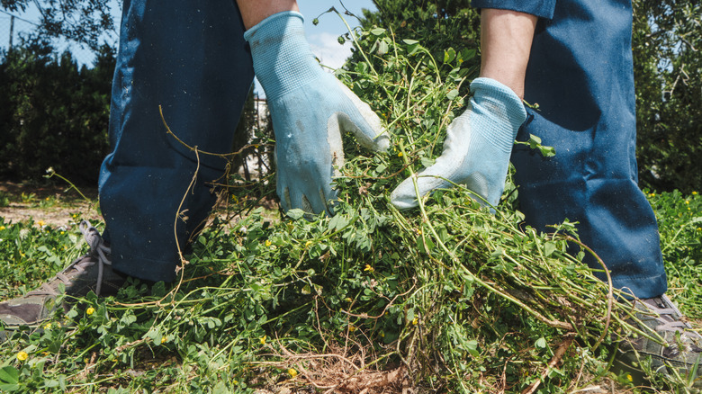 Man pulling weeds out while wearing gloves