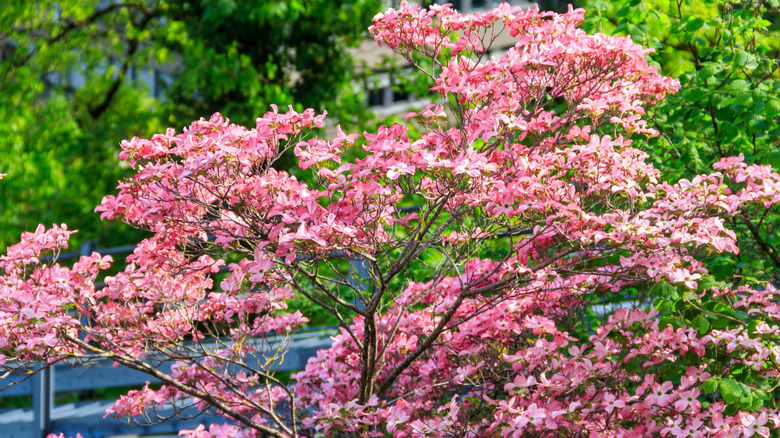 Pink flowering dogwood tree