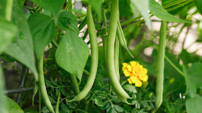 Close-up of green beans growing on plant