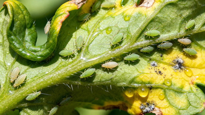 Aphid Infestation on Yellowing Tomato Leaf