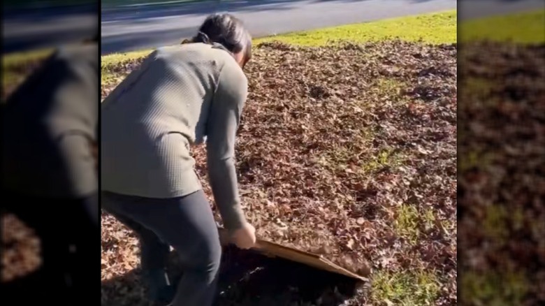 Person using a flattened box to scoop dead leaves off of lawn