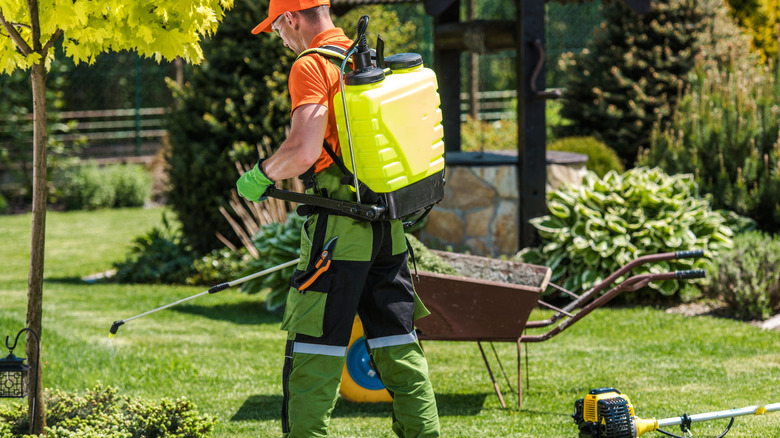 Professional Gardener with Pump Sprayer Attached to His Back Performing Seasonal Garden and Lawn Pest-Control Spraying.
