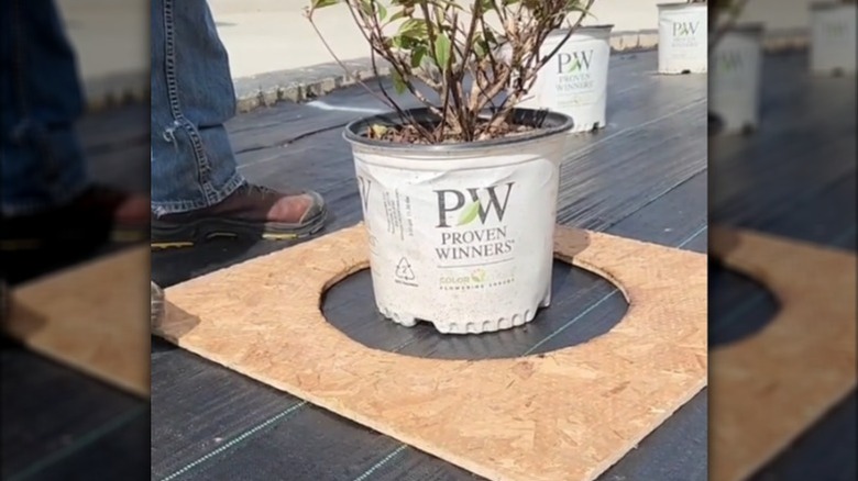 Plywood cutout around a potted plant being used as a template for digging