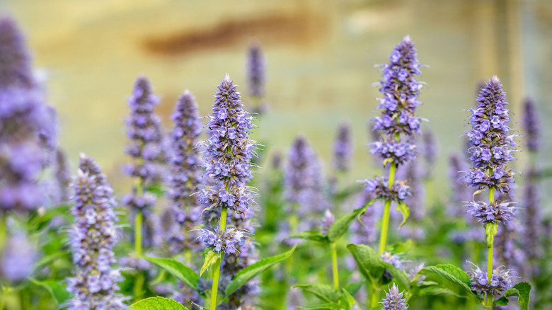 A cluster of anise hysopp plants growing together