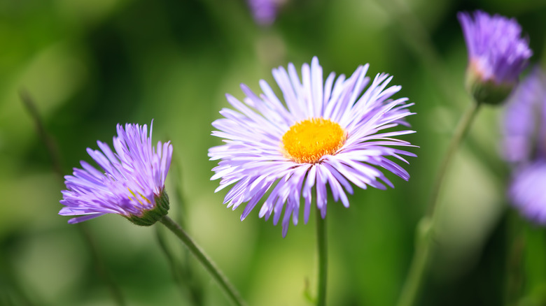 Soft blue-purple aspen fleabane flowers in the sunlight