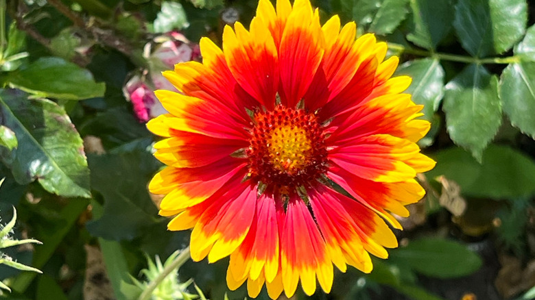 A single blanket flower with its fiery display of orange-red to yellow-orange petals
