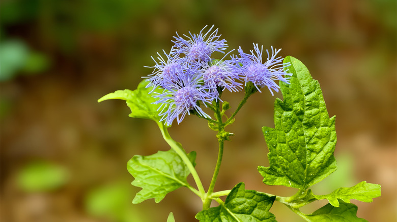 The light blue-purple heads of the Conoclinium coelestinum next to their vivid, green leaves