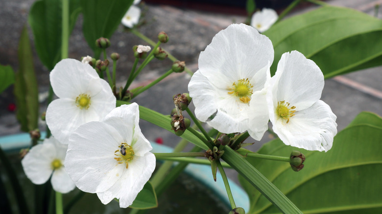 White Sagittaria lancifolia blooms growing in a blue plant pot