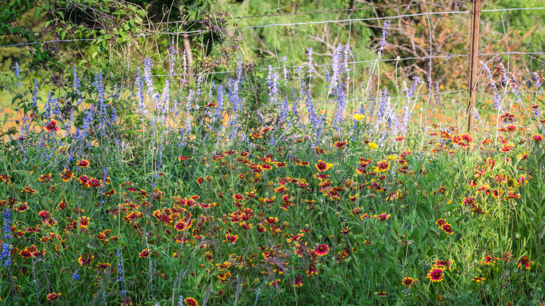 A native garden filled with blooming wildflowers