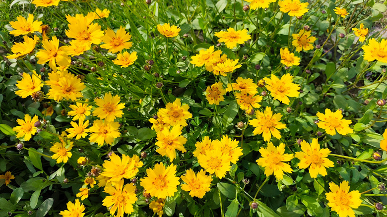 A patch of bright yellow lobed tickseed flowers