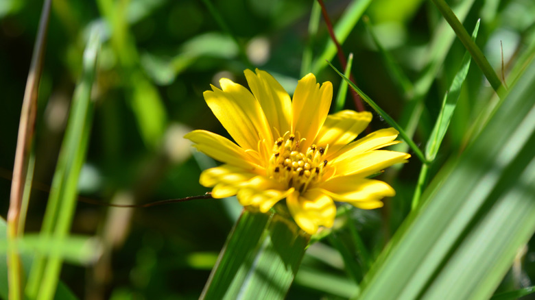 A yellow Maryland golden-aster in the sunlight