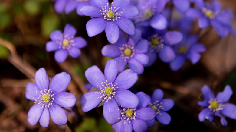 The tiny, purple-blue blooms of the mountain hepatica