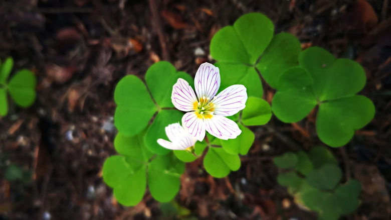 A single, white Oxalis montana bloom