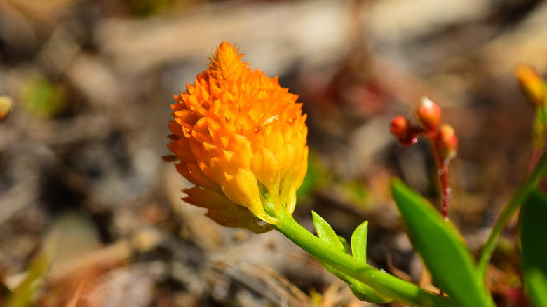 A single orange milkwort plant with its numerous petals in a gradient from yellow to orange