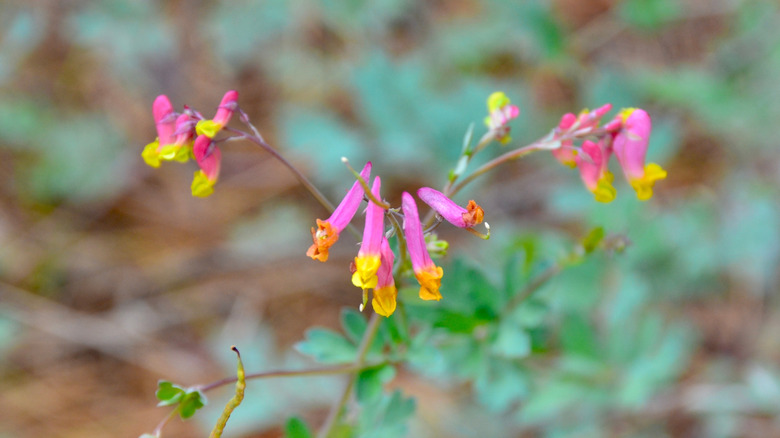 The unique shape and pink-yellow color of rock harlequins