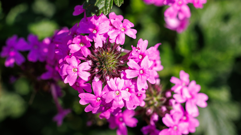 A cluster of pink rose verbena flowers in the sunlight