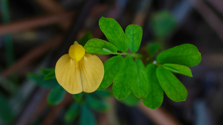 The delicate, yellow pencil flower and it's tiny leaves