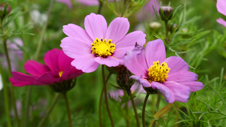 Three tall cosmos with light and dark pink petals and yellow centers among long grass