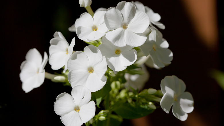 The delicate white, five-petal flowers of the thickleaf phlox