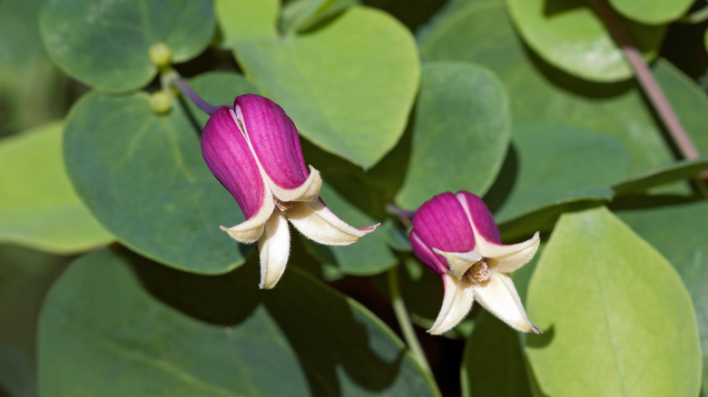 Two unique blooms from the white-leaf leather flower, showing their rose exteriors