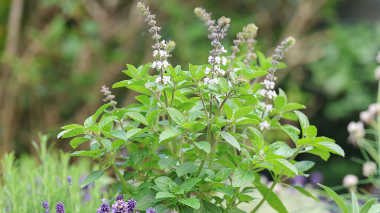 raised herb bed full of Basil Ocimum basilicum in bloom