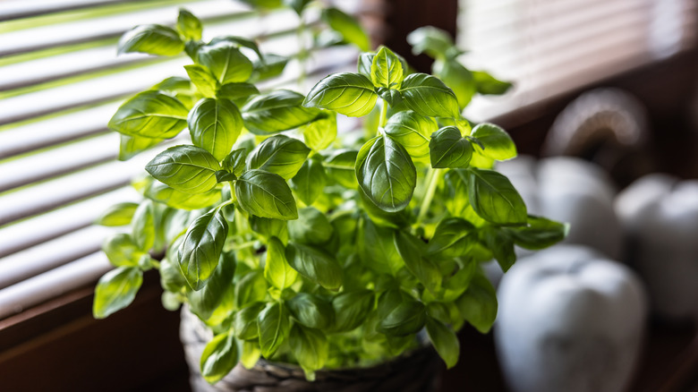 Fresh potted basil on the windowsill