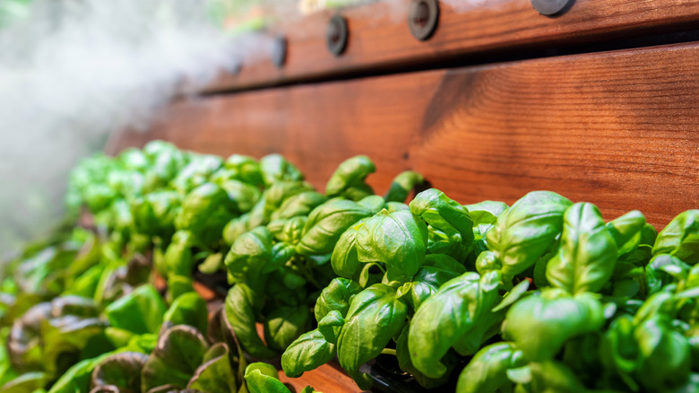 Fresh basil growing in a wooden container with an irrigation system