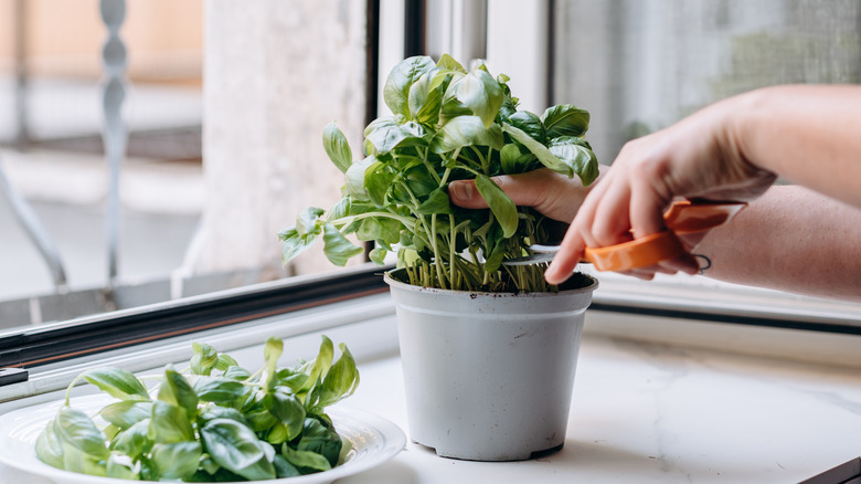 Person harvesting basil leaves from a potted basil plant