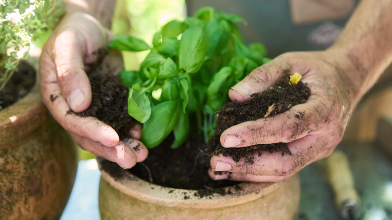 Close-up of hands planting basil in a clay pot with soil