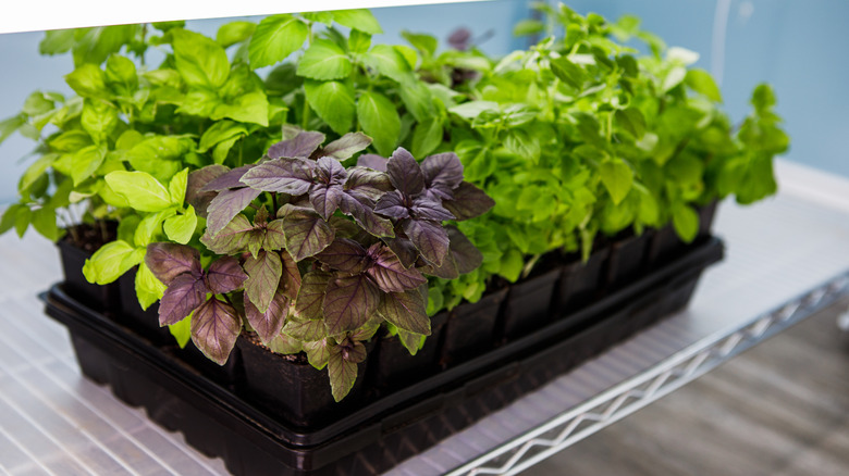 Seed starting tray containing green and purple varieties of fresh, organic homegrown basil
