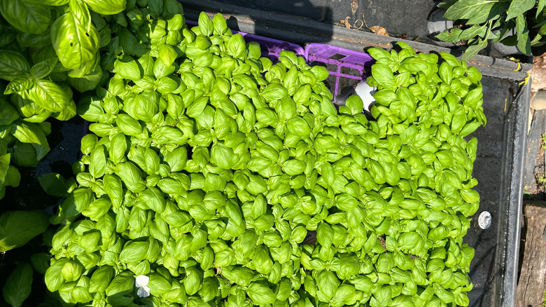 Tray of Basil Plants in the Sun at Garden Center Plant Nursery