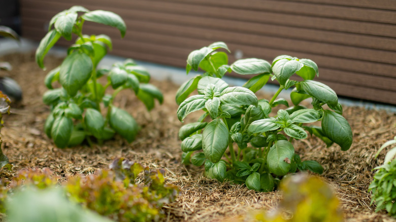 Cultivating basil in a greenhouse in summer season.