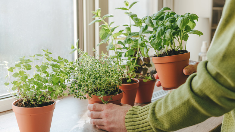 Close up of person holding kitchen herbs cultivated in flower pot used in culinary on a windowsill