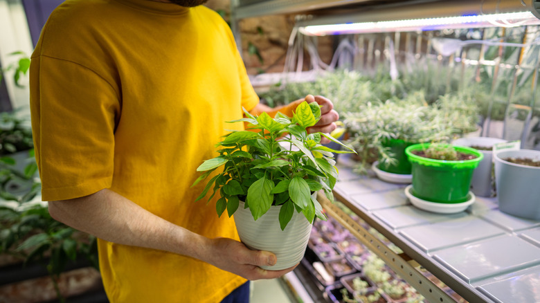 Man examines potted vegetable basil, check leaf condition for hydration and health.