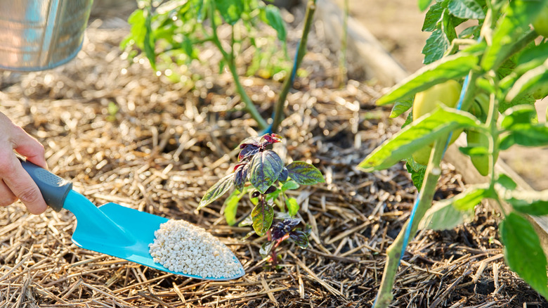 Close up of granulated fertilizers in hands, fertilizing basil tomato plants