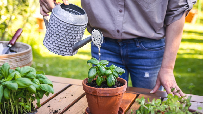Person watering planted basil herb in flower pot on table