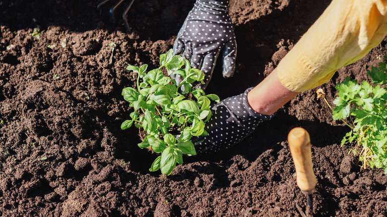A gardener plants a basil seedling in rich soil while wearing dotted gloves